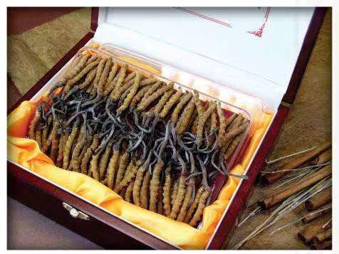 南康冬虫夏草回收